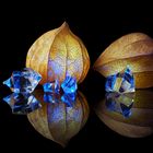 Physalis mal zwei