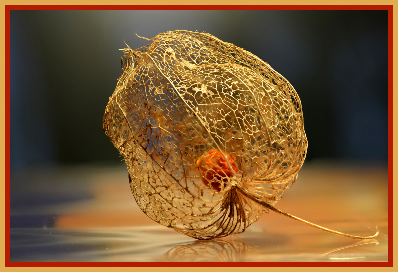 Physalis mit Beere