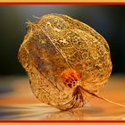 Physalis mit Beere