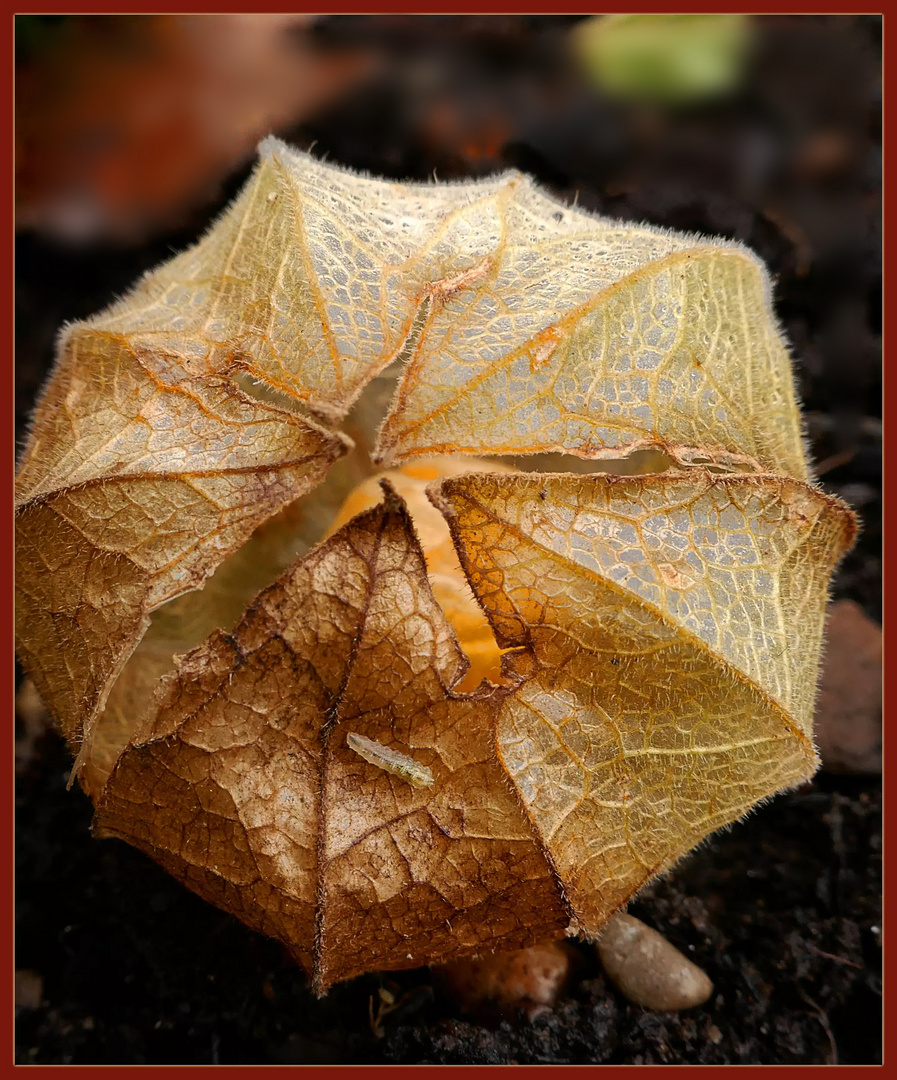  Physalis mit Besuch