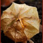  Physalis mit Besuch