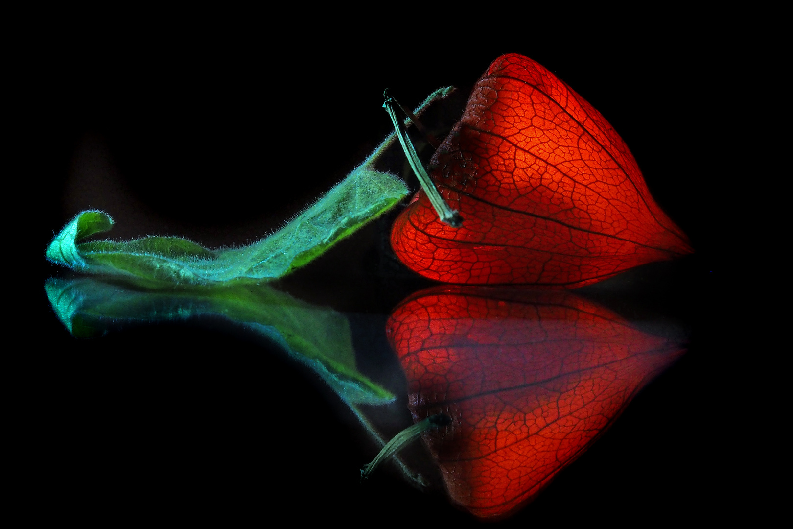 Physalis mit Blatt 