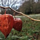 Physalis mit Eiskrone