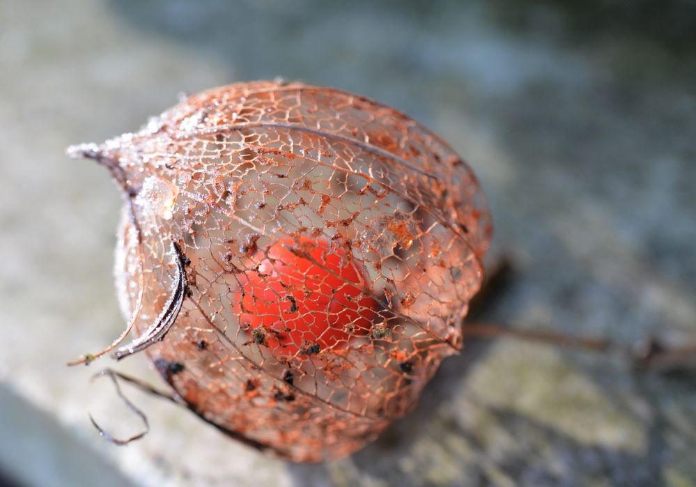 Physalis mit Frucht