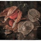 physalis mit käfer