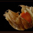 Physalis - mmmmmhh lecker !!