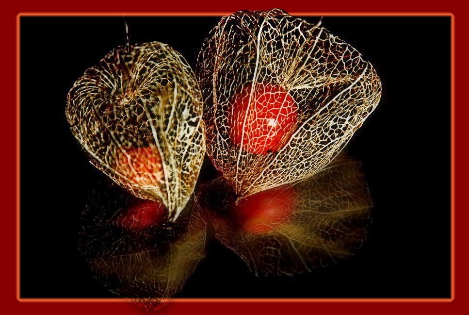 Physalis (neu bearbeitet)