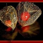 Physalis (neu bearbeitet)