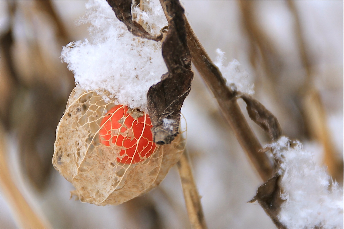 Physalis on ice