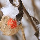 Physalis on ice