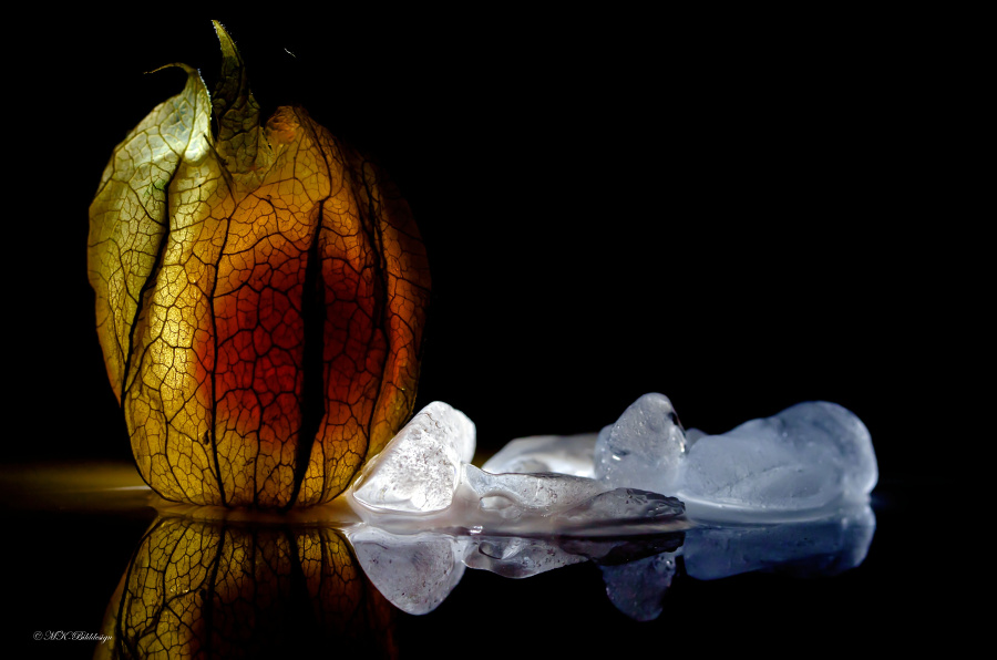 Physalis on Ice