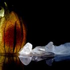 Physalis on Ice