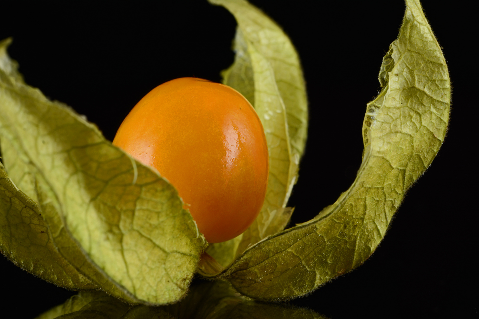 Physalis on stage