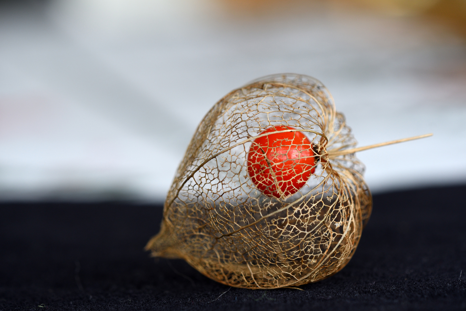 Physalis ou "Amour en cage"