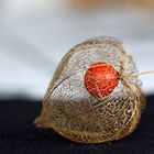 Physalis ou "Amour en cage"