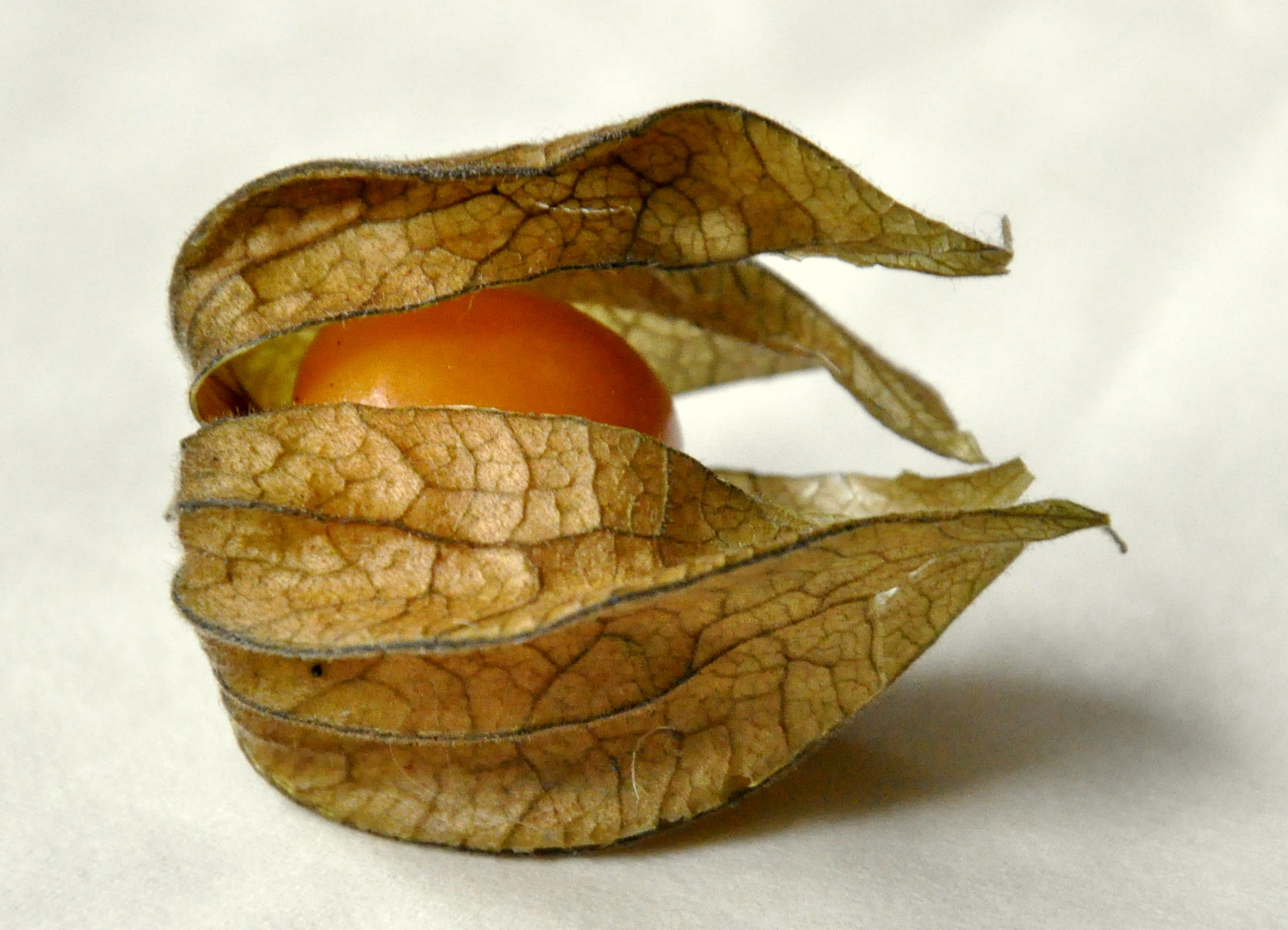 Physalis peruviana