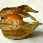 Physalis peruviana