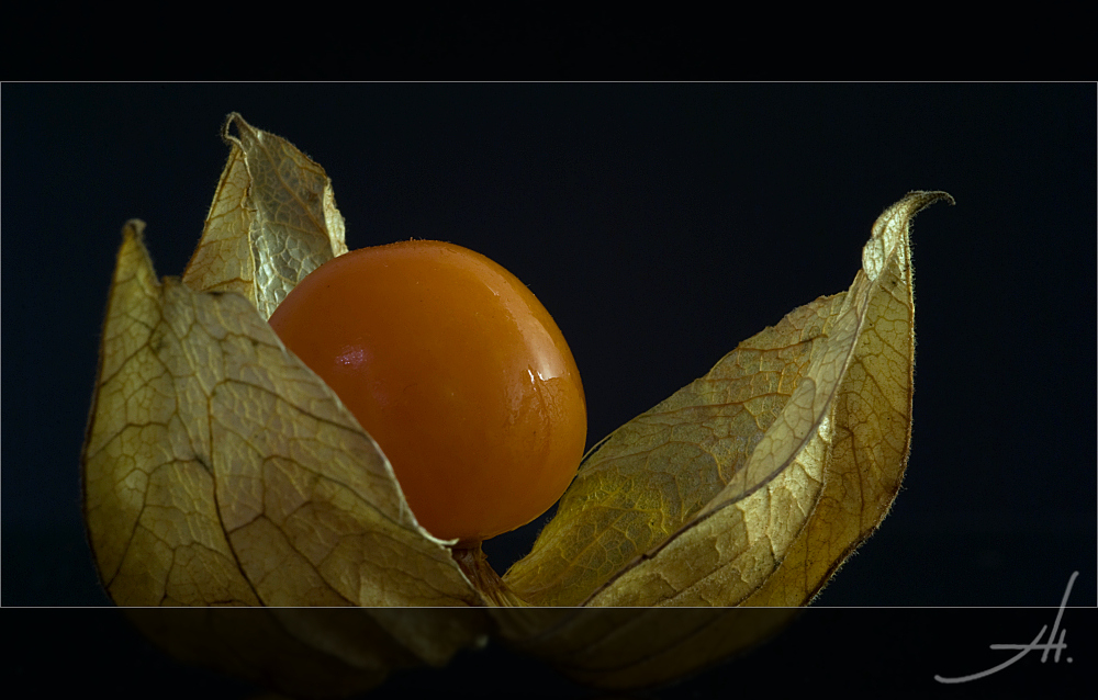 physalis peruviana