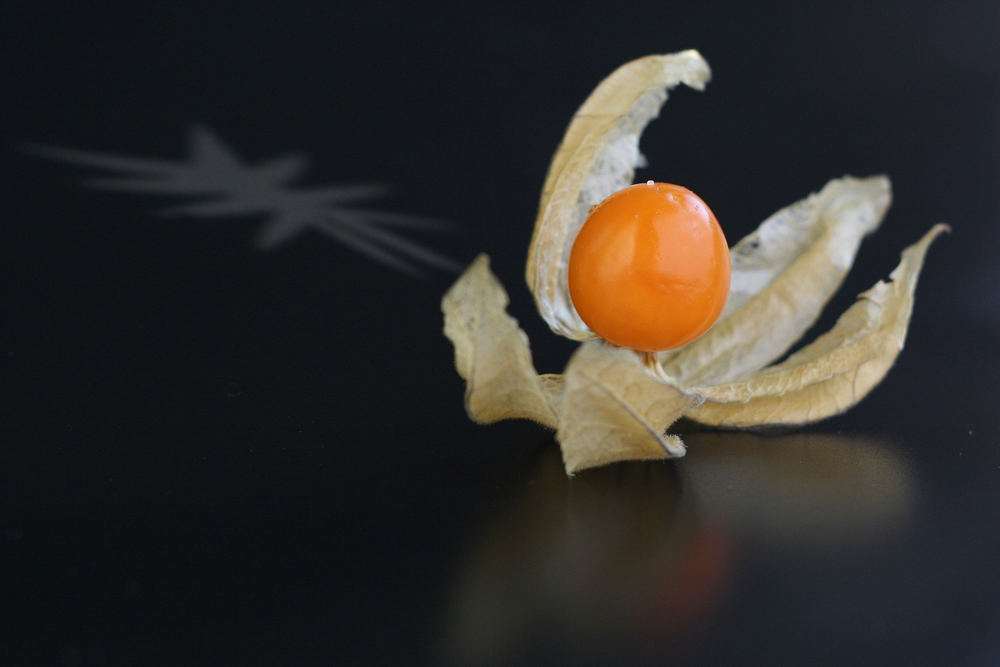 Physalis peruviana