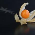 Physalis peruviana