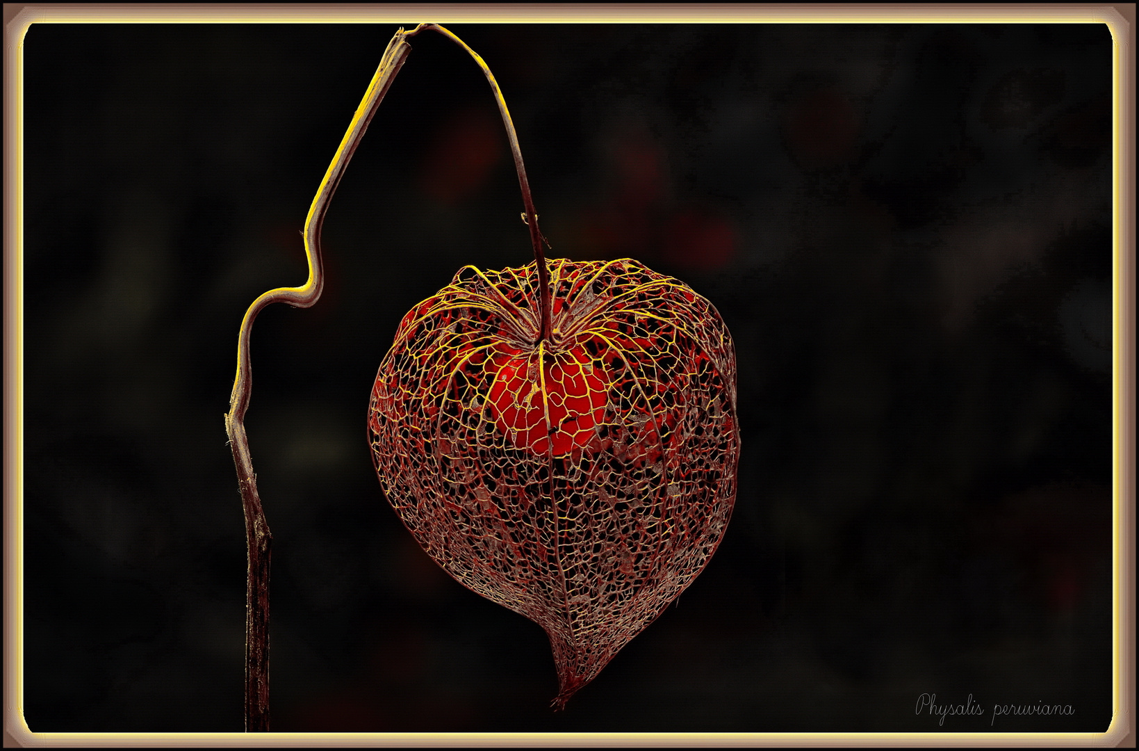 Physalis peruviana