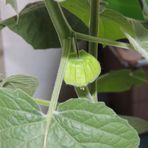 Physalis peruviana