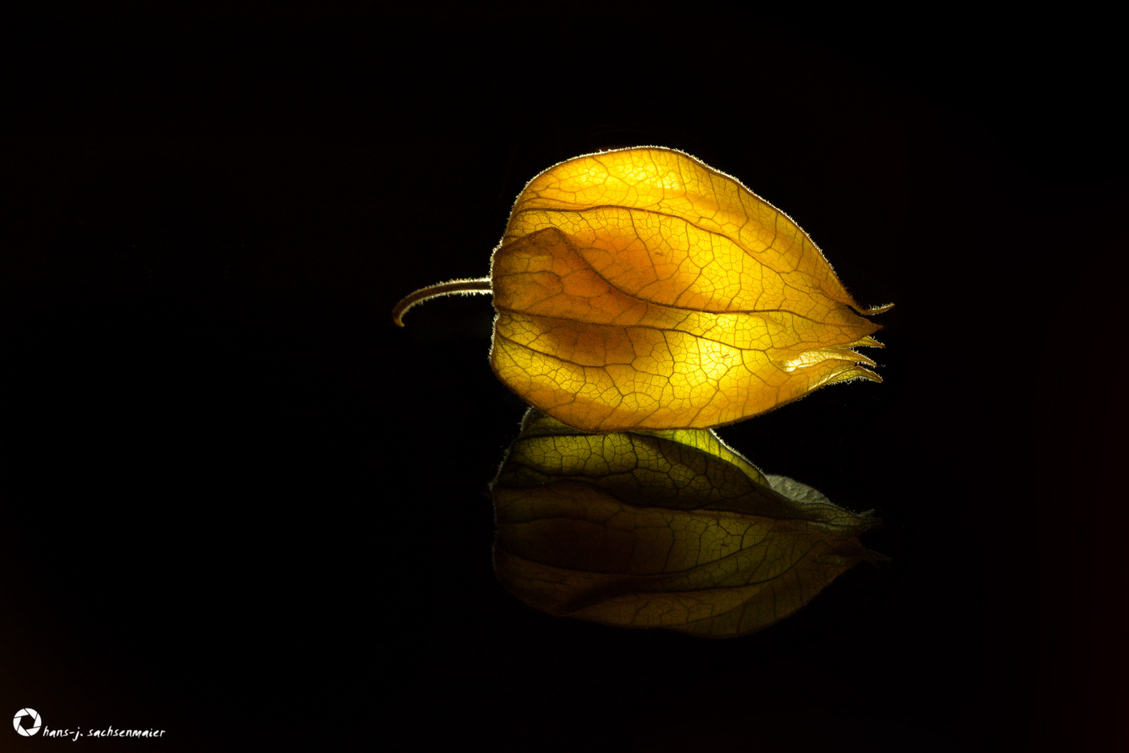 physalis peruviana