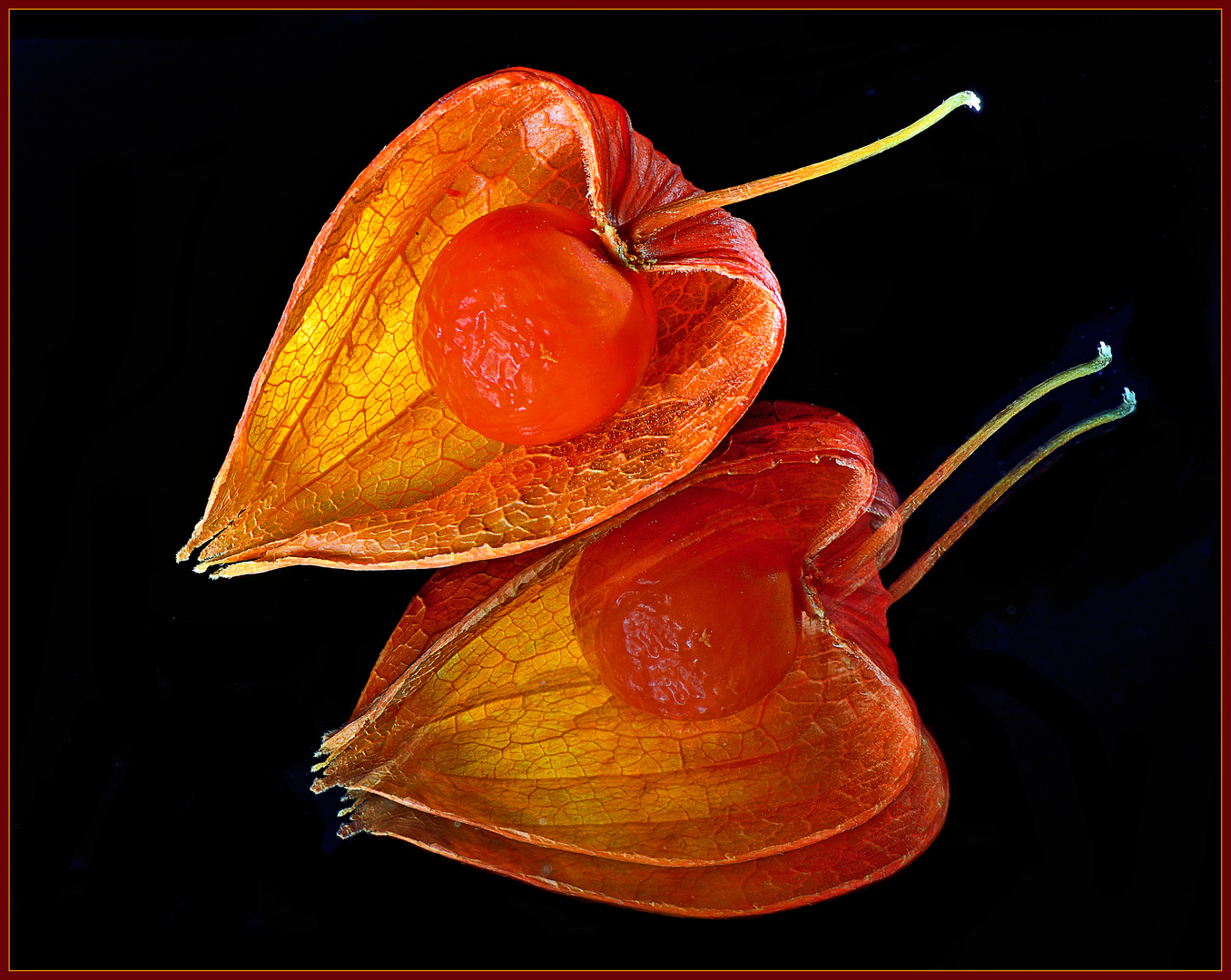 Physalis peruviana