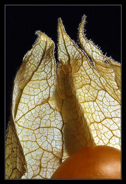 Physalis peruviana (Kapstachelbeere)