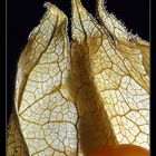 Physalis peruviana (Kapstachelbeere)