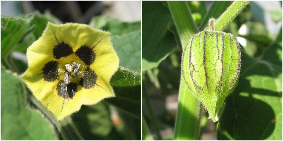 Physalis peruviana - Kapstachelbeere - Andenbeere