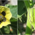 Physalis peruviana - Kapstachelbeere - Andenbeere