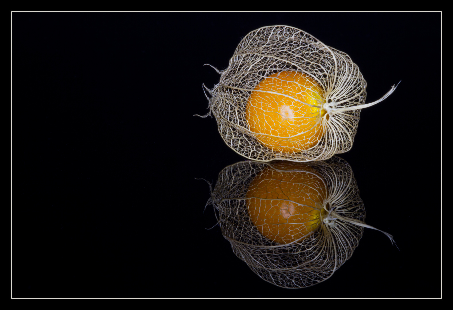 Physalis reloaded 04