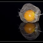 Physalis reloaded 04