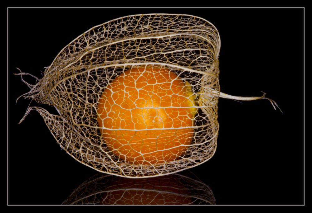 Physalis reloaded - und es lebt doch