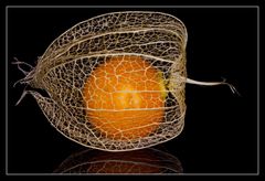 Physalis reloaded - und es lebt doch