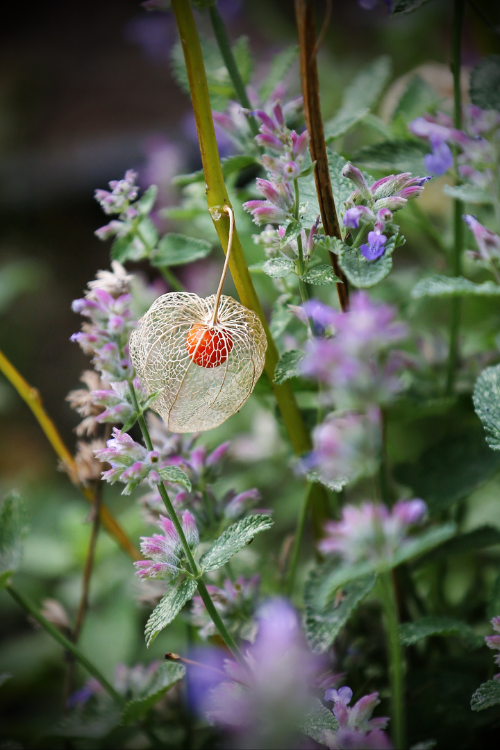 Physalis Skeleton - Solanaceae