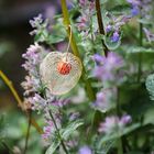 Physalis Skeleton - Solanaceae