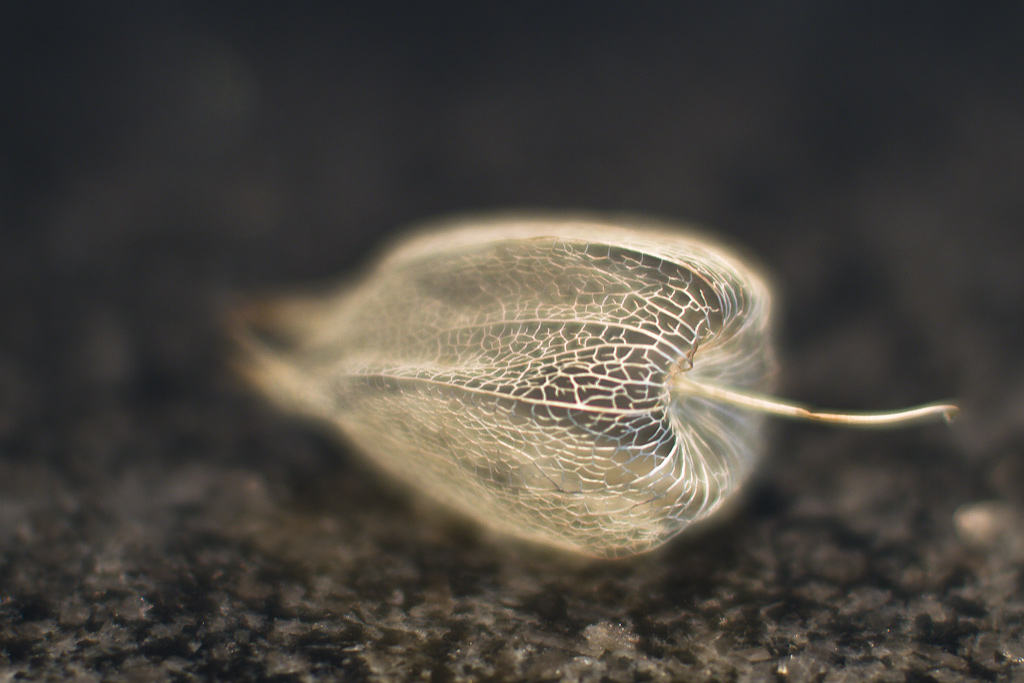 Physalis Skelett