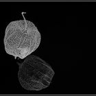 Physalis-Skelett