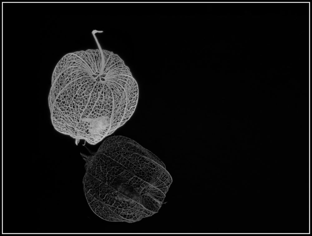 Physalis-Skelett