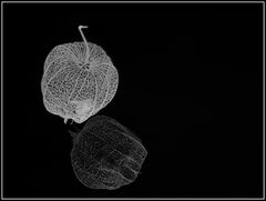 Physalis-Skelett