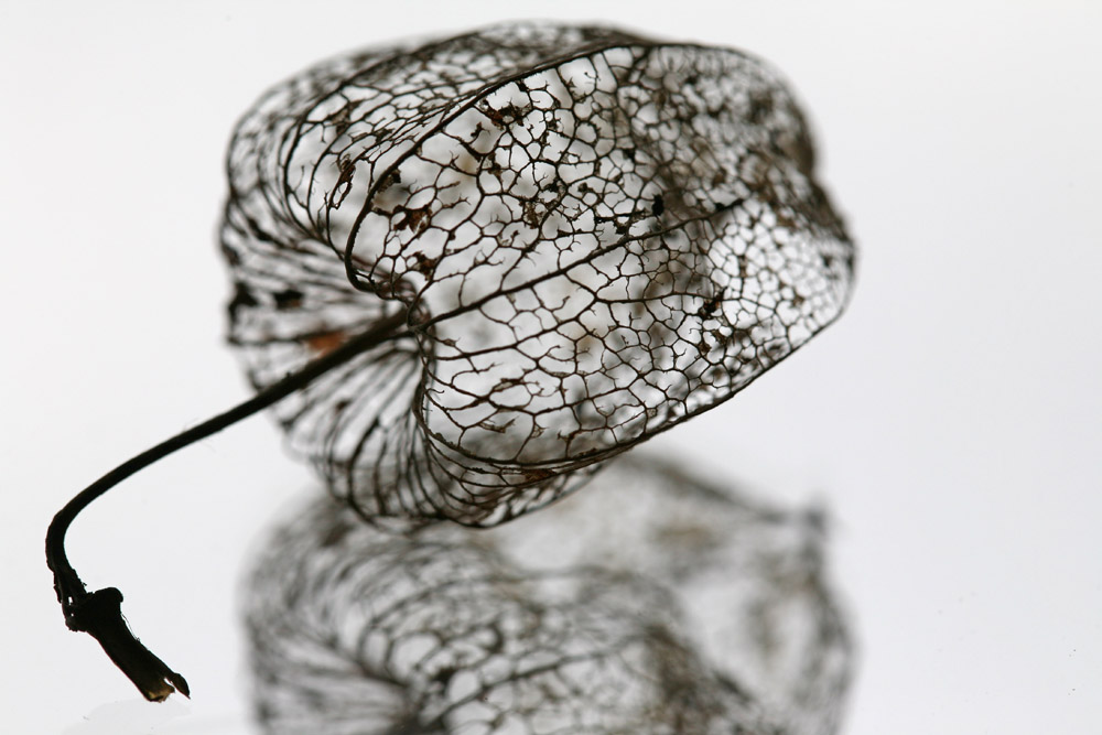 Physalis skelettiert