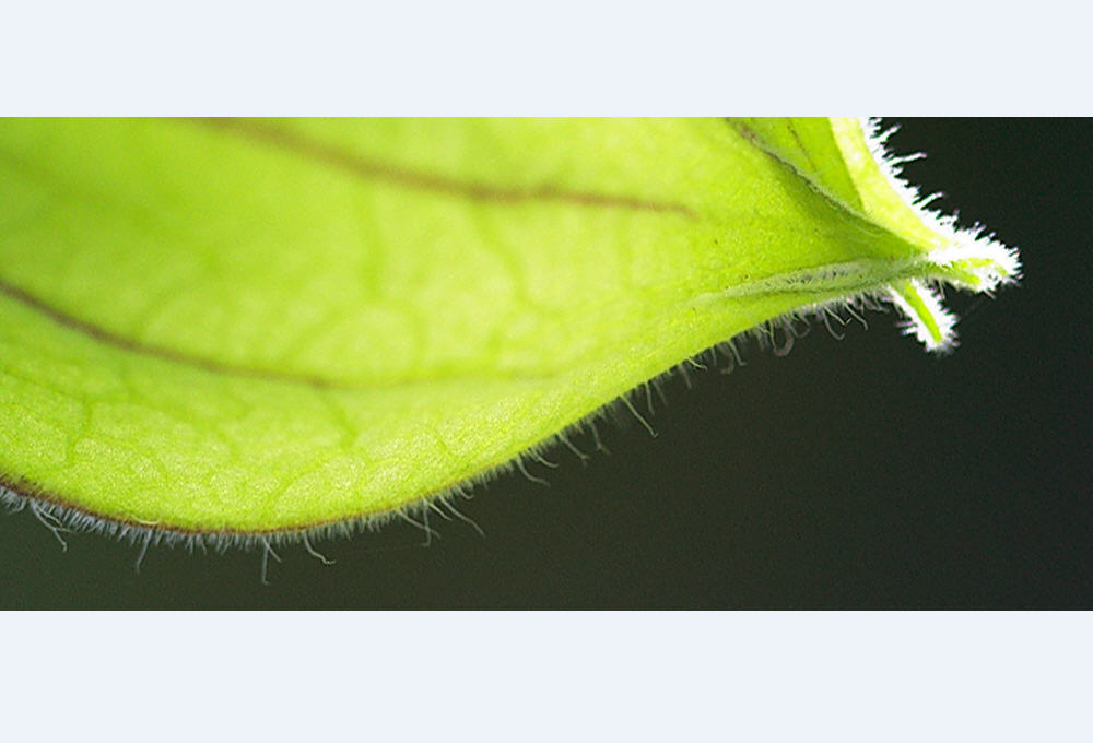 Physalis so nah es geht ...