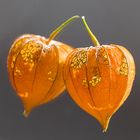 Physalis-Spie(ge)lereien