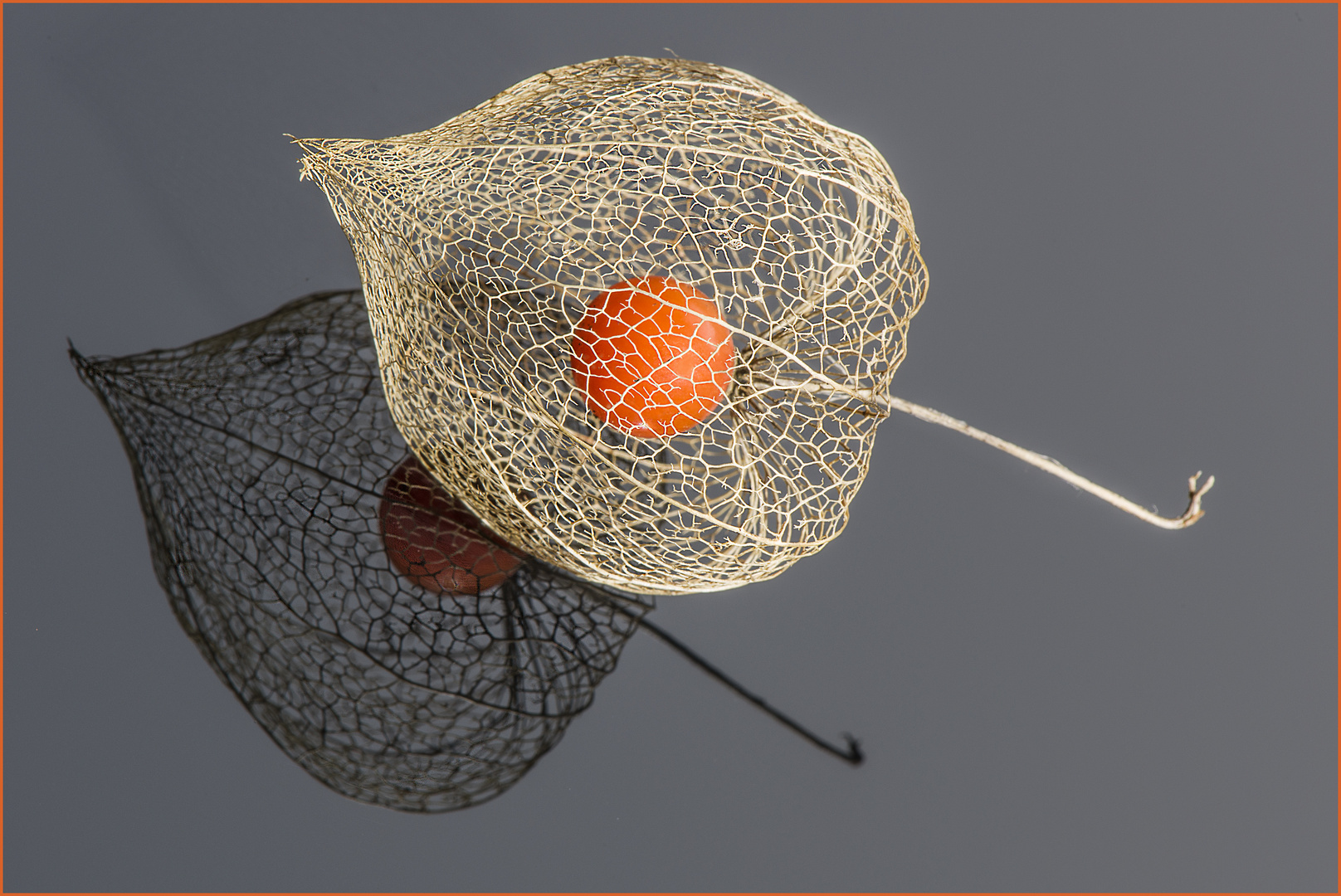 Physalis, Spiegelung