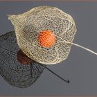 Physalis, Spiegelung