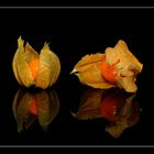 Physalis Striptease