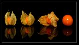 Physalis Striptease von Sabine Suess 