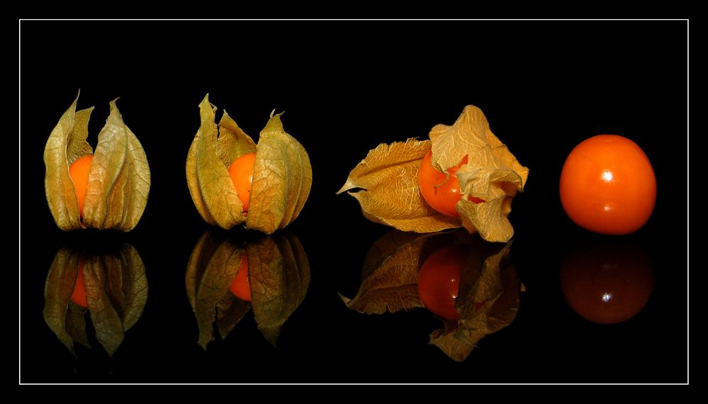 Physalis Striptease